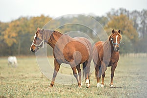 Portrait brown horse on pasture