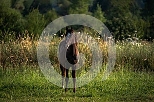 Portrait of a brown horse in spring, summer season. Horse In Field, Brown foal