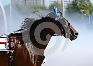 Portrait of a brown horse trotter breed in motion on hippodrome.