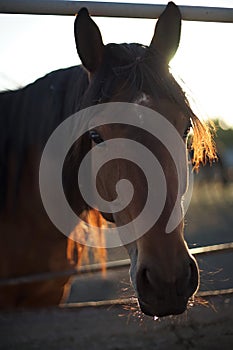 Portrait of a brown horse closeup