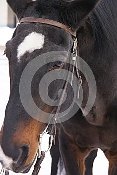 Portrait of a brown horse with a white star on its forehead