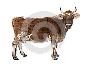 Portrait of brown Jersey cow, 10 years old