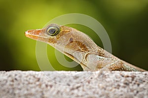 Portrait of a brown lizard.