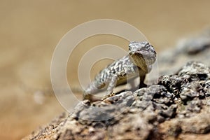 Portrait brown lizard sitting on a brown stone