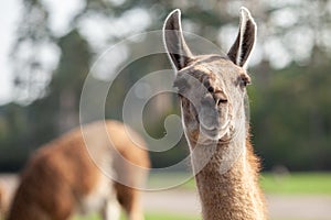 Portrait of a brown llama with a very long neck