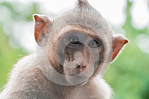 Portrait of brown monkey