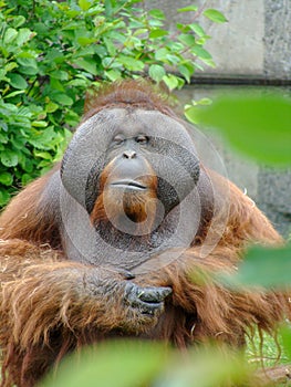 Portrait of a brown monkey