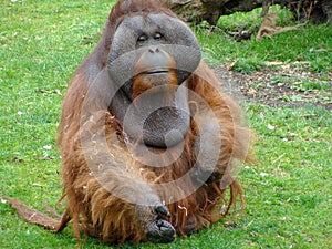 Portrait of a brown monkey