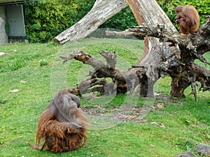 Portrait of a brown monkey