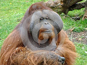 Portrait of a brown monkey