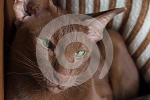 Portrait of a brown oriental cat. A cat with green eyes in close-up