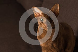 Portrait of a brown oriental cat. A cat with green eyes in close-up