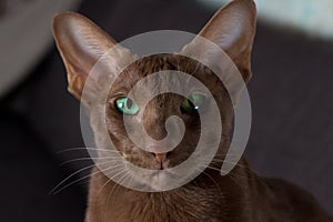 Portrait of a brown oriental cat. A cat with green eyes in close-up