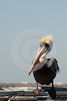 Portrait of Brown Pelican Intently Staring