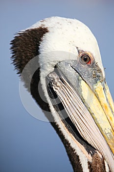 Portrait of Brown Pelican in Paracas Bay, Peru