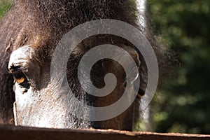 Portrait of a brown pony with close-up eyes