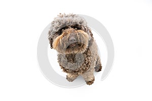 Portrait brown poodle puppy dog looking up. Isolated onwhite background photo