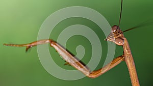 portrait of a brown praying mantis on a green background, long antennas and big faceted eyes, gracious insect