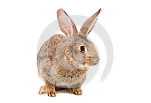 Portrait of a brown rabbit