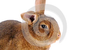 Portrait brown rabbit chew