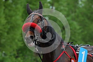 Portrait of a brown race trotter horse