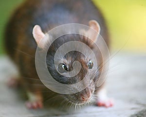Portrait of a Brown Rat. The rat is known worldwide, and is probably the most succesfull mammal alive today. mouse
