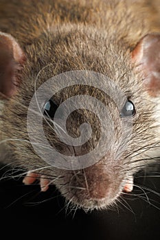 Portrait of a brown rat. Rodent isolated on a black background for cutting out. agouti mouse