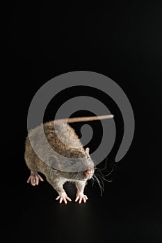 Portrait of a brown rat. Rodent isolated on a black background for cutting out. agouti mouse