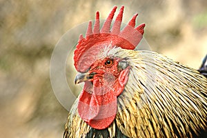 Portrait of a brown rooster