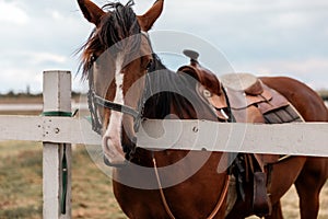 Portrait of a brown saddled horse with a white spot on face standing still next to wooden fence