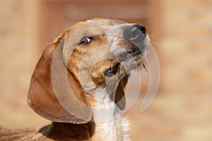 Portrait of a brown Segugio Italiano dog.