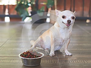 Portrait of brown short hair Chihuahua dog sitting beside dog food bowl and looking at camera, waiting for his meal. Pet`s health
