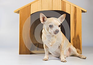 brown short hair Chihuahua dog sitting in front of wooden dog house, isolated on white background