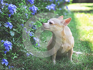 Brown  short hair  Chihuahua dog sitting on green grass in the garden, smelling purple flowers