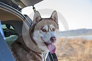 Portrait brown Siberian husky dog in the trunk car. Front view, smiling dog with his tongue out. Husky looking at the camera