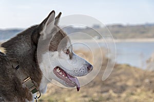 Portrait of brown Siberian husky dog. View from the side of the dog with amber eyes and red hair.