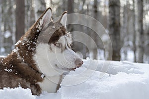 Portrait of brown Siberian husky dog on winter forest background. Portrait side view