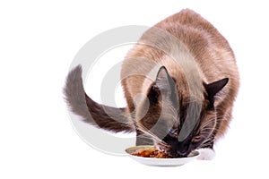 Portrait brown snowshoe Siamese cat eating food from bowl, isolated on white