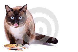 Portrait brown snowshoe Siamese cat eating food from bowl, isolated on white