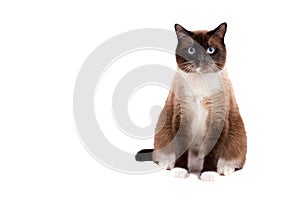 Portrait brown snowshoe Siamese fat cat sit on a floor and looking at the camera. Isolated on white
