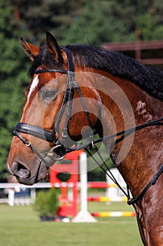 Portrait of brown sport horse during jumping show