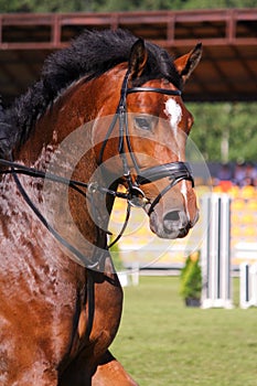 Portrait of brown sport horse during jumping show