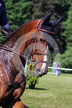 Portrait of brown sport horse during jumping show