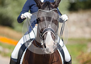 Portrait of brown sports horse with a bridle and a rider riding on it