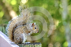 Portrait Of A Brown Squirrel