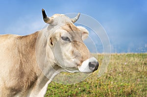 Portrait of brown Swiss cow. Copy space