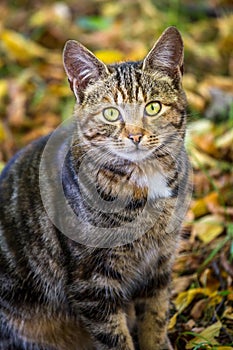 Portrait of brown tabby cat.