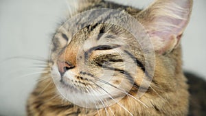 Portrait of a brown tabby cat with yellow-green eyes looking around