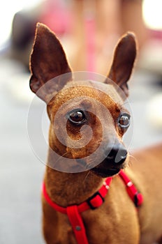 Portrait of brown toy terrier