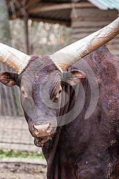 Portrait of a brown watusi bull with big white horns close-up vertical photo